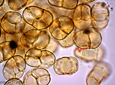 Cochlanthus socotranus - lame n° 47167